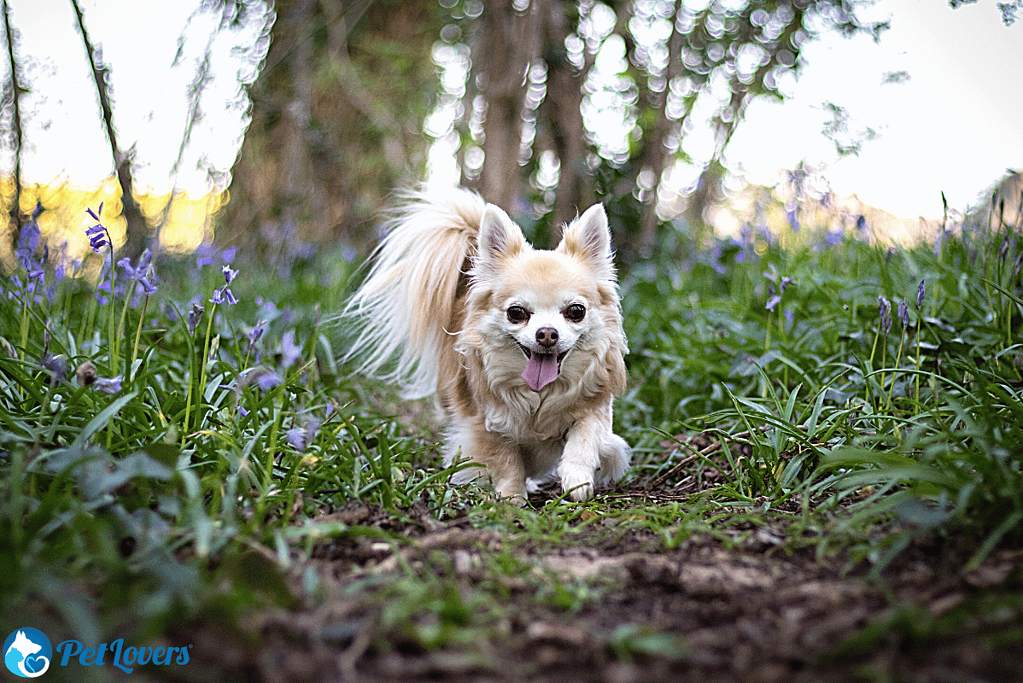 chihuahua grooming