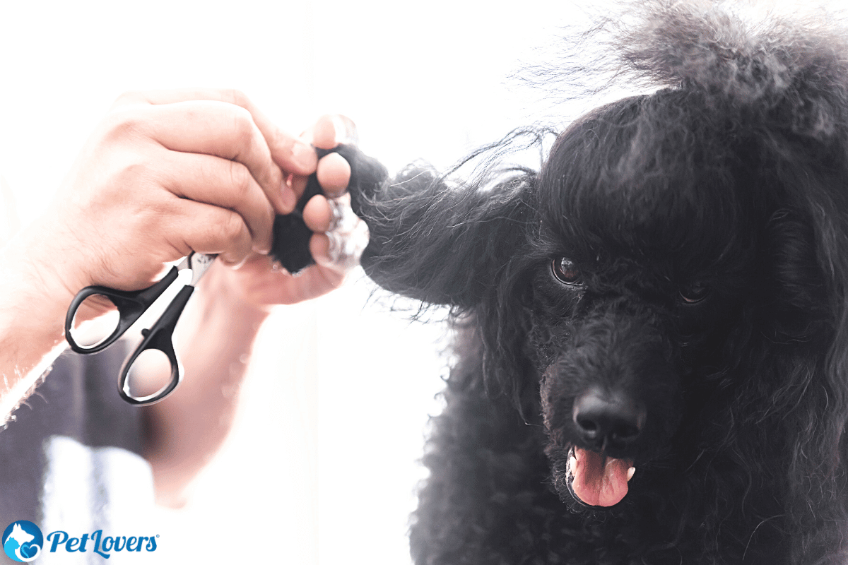 Matted Dog Hair: What To Do - PetLovers