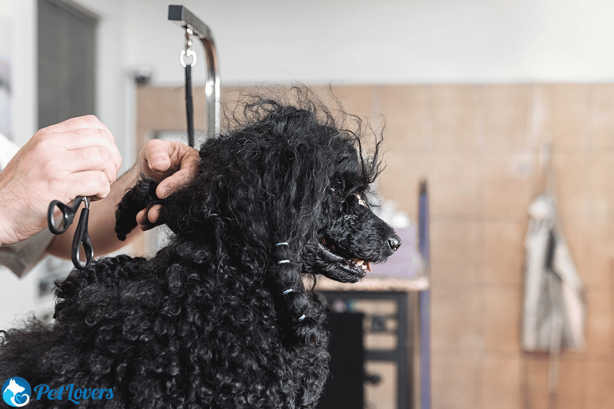 matted dog hair