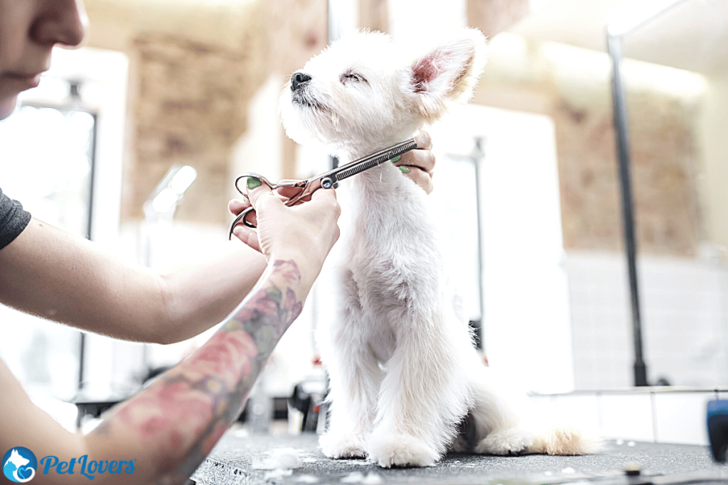 dog matted hair