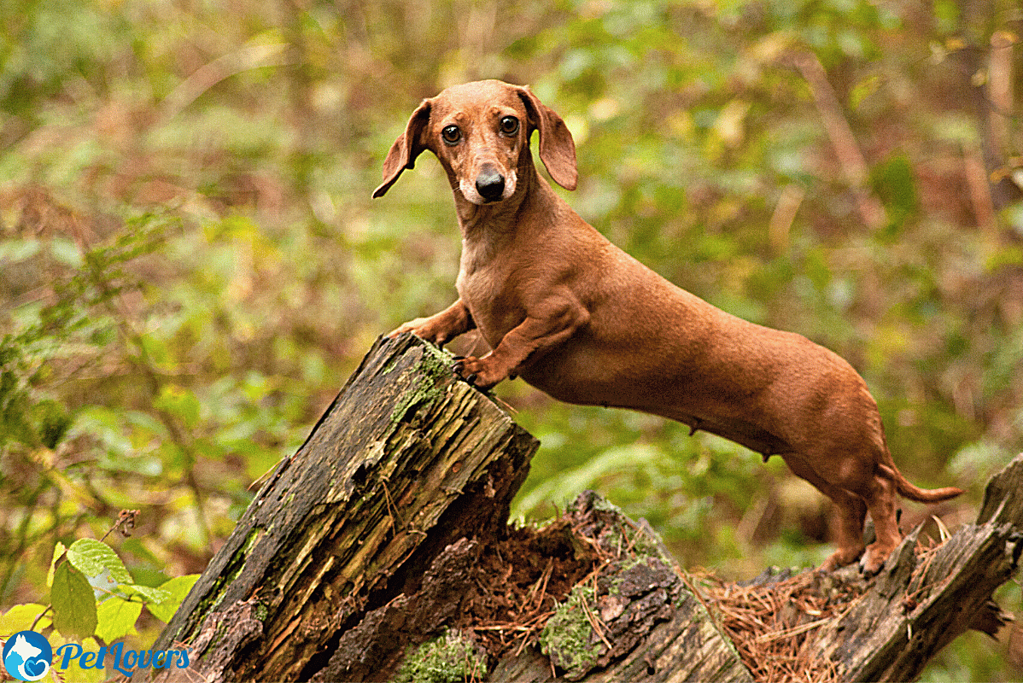 do weiner dogs shed