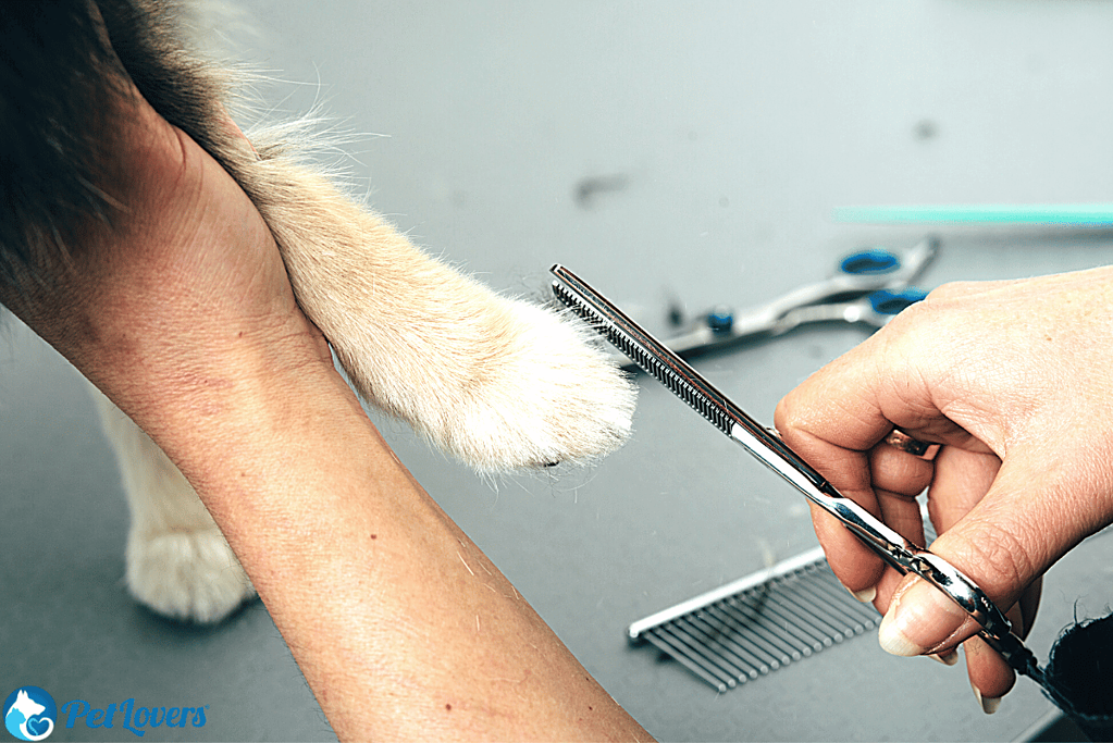 grooming dog paws