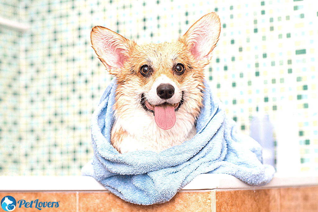 bathing short-haired dog