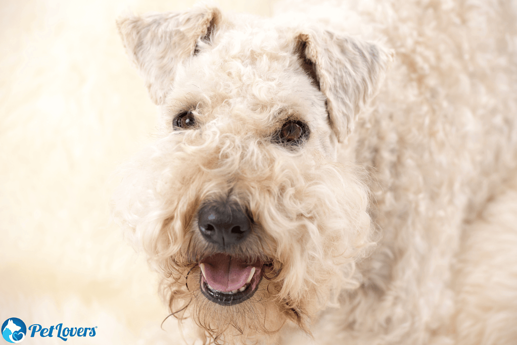 soft coated wheaten terrier medium