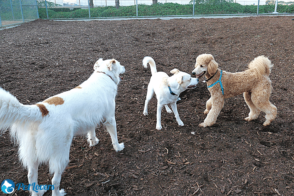 do dogs shed more when stressed