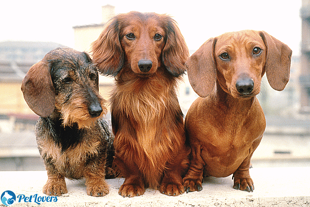 how much do dachshunds shed