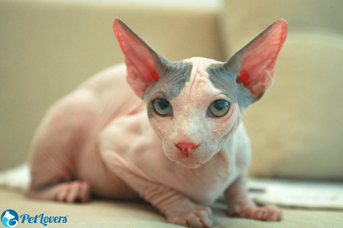 alopecia in cats