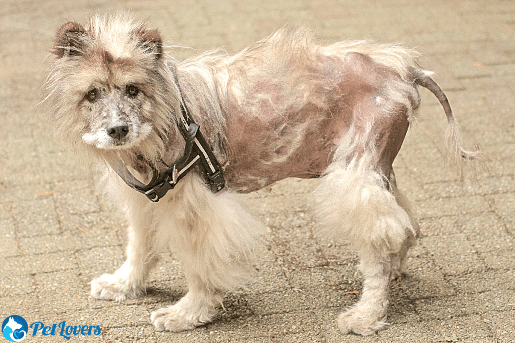 hair loss in dogs