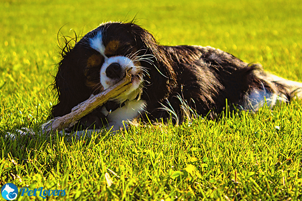 do king charles cavaliers shed