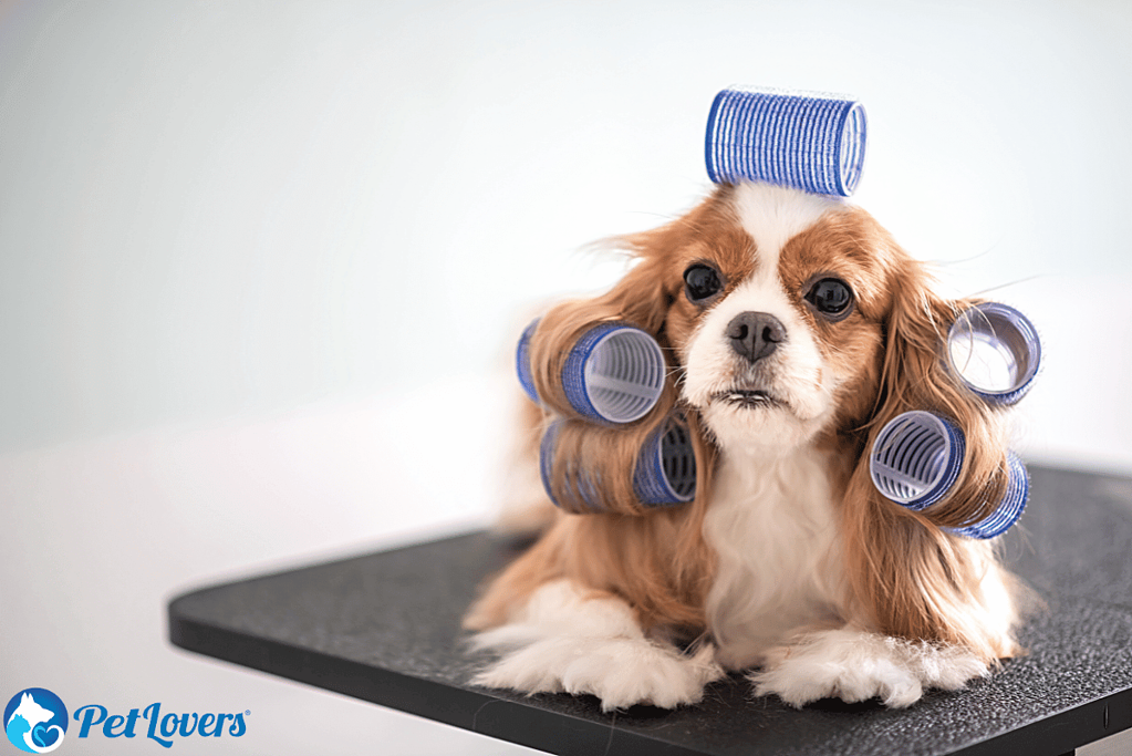 king cavalier grooming