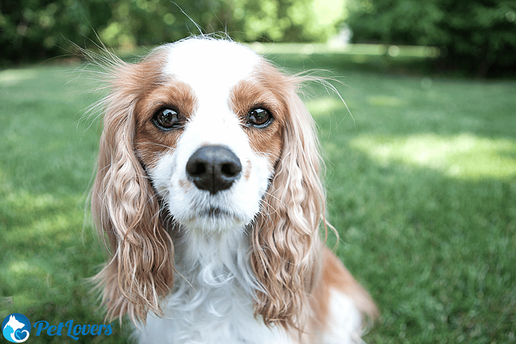 cavalier king charles spaniel shedding