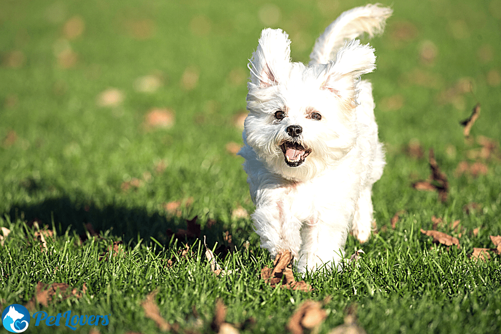 do maltese shed a lot