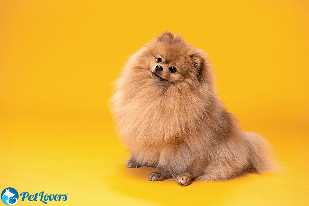 pomeranian shedding