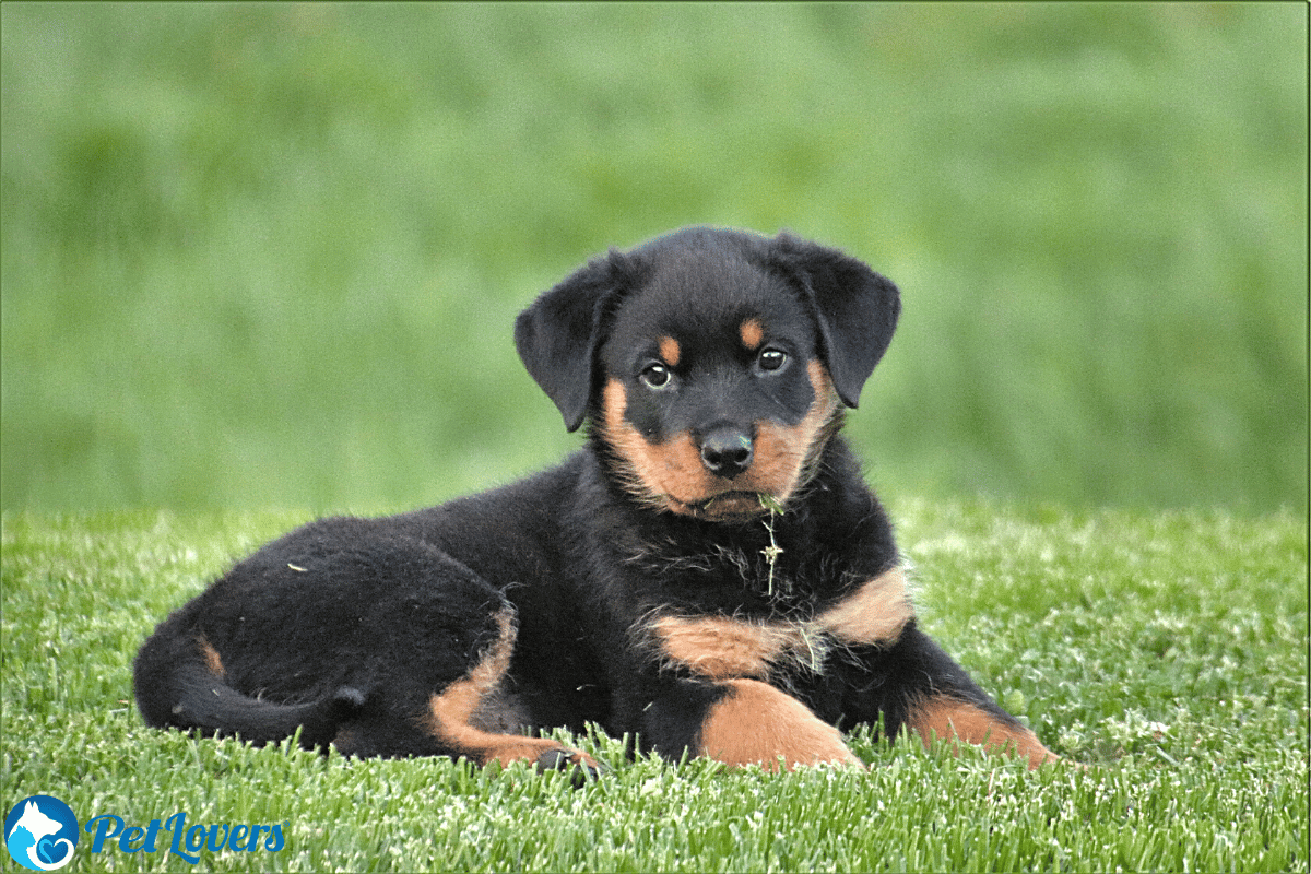 Do Rottweilers shed?