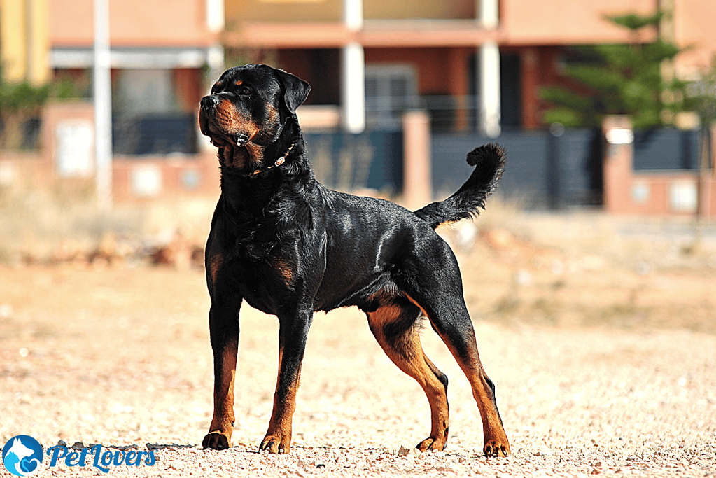 do rottweilers shed