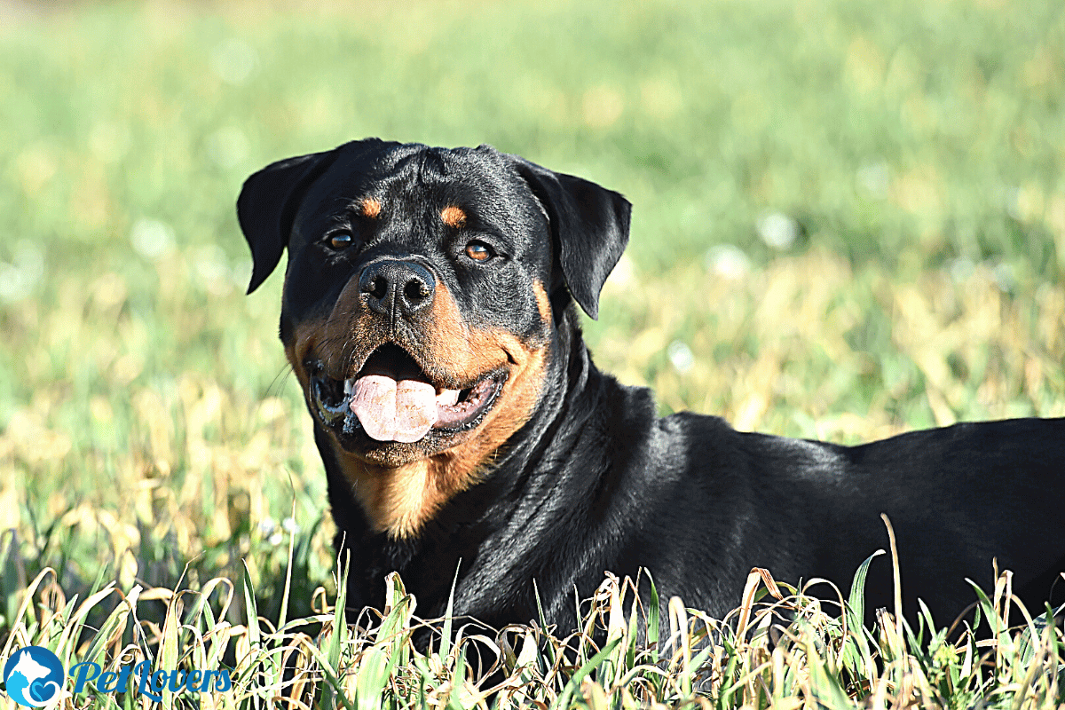 Do Rottweilers shed?