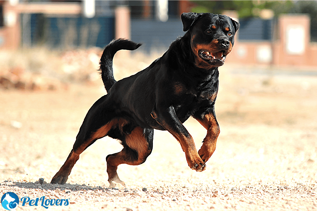 Do Rottweilers shed?