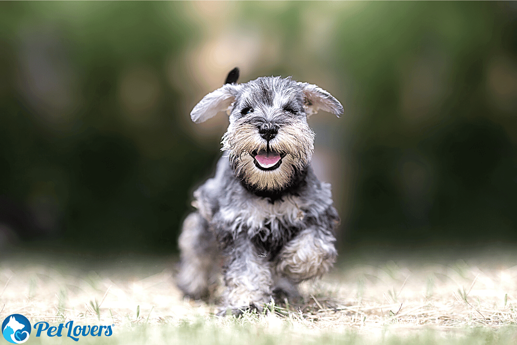 do miniature schnauzers shed