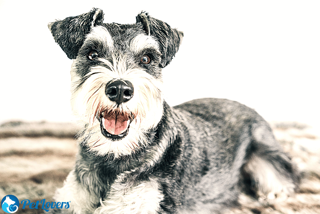 schnauzer shedding