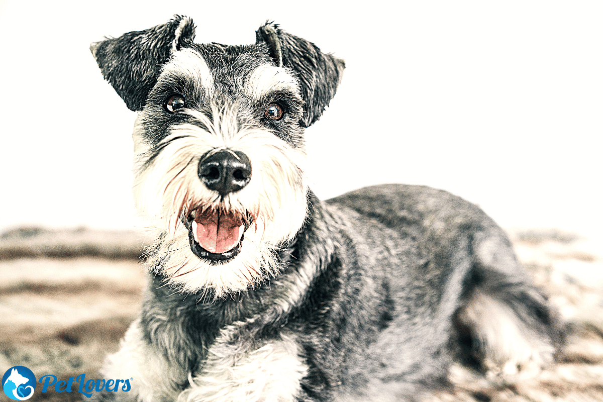 schnauzer shedding