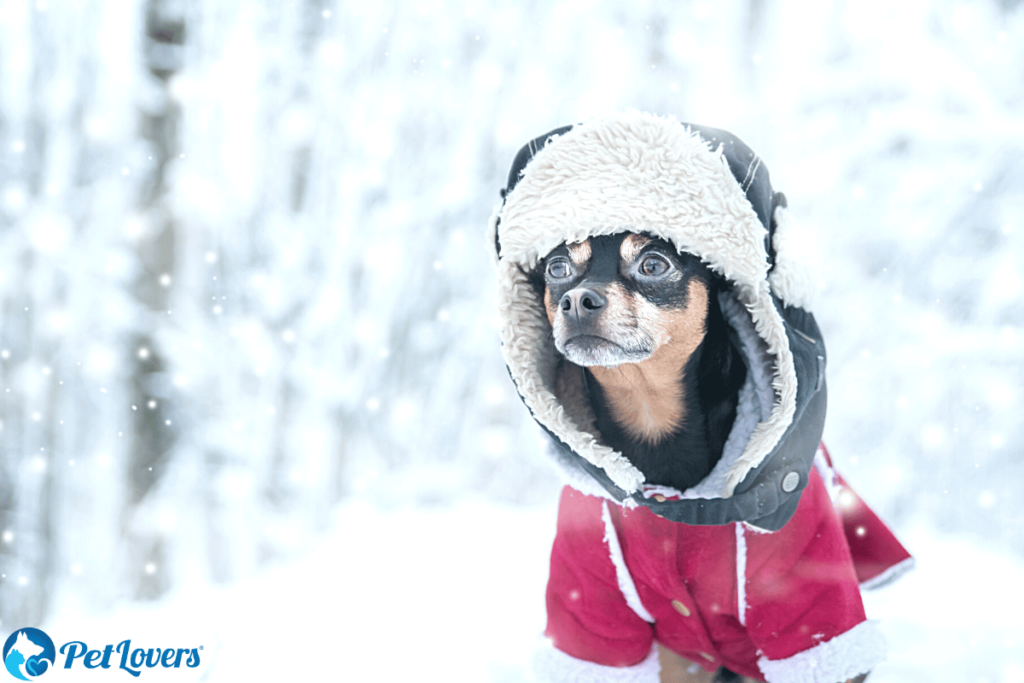 when do dogs shed their winter coat