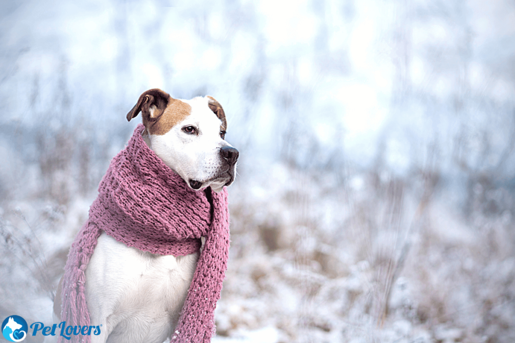 dog shed winter coat