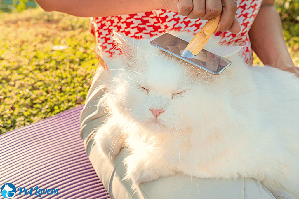 How to Stop a Cat From Shedding PetLovers