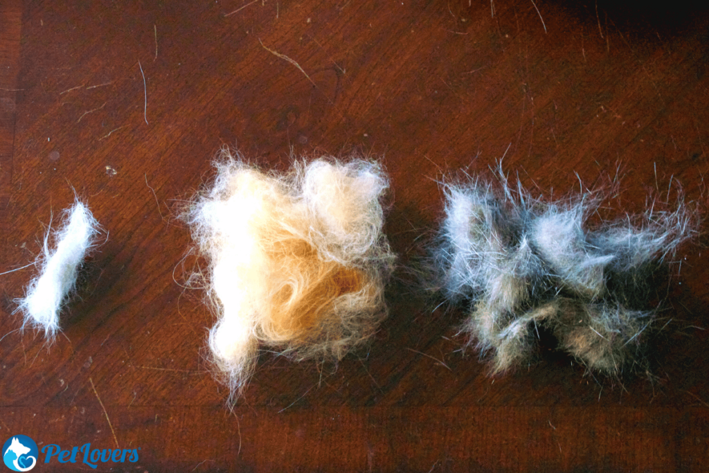 stop cat shedding