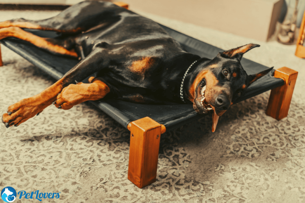 How to clean dog bed without removable cover hot sale