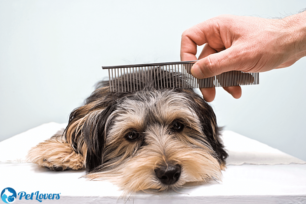 dog grooming brush types