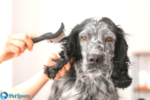 types of dog brushes