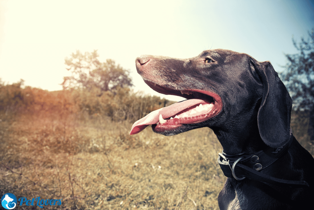 Do German Shorthaired Pointers Shed PetLovers