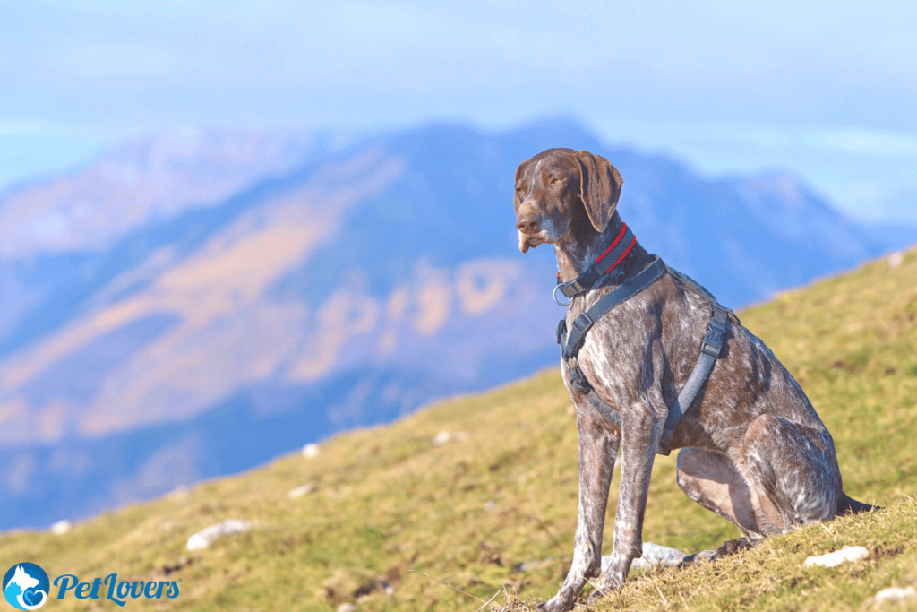 does a german shorthaired pointer shed?