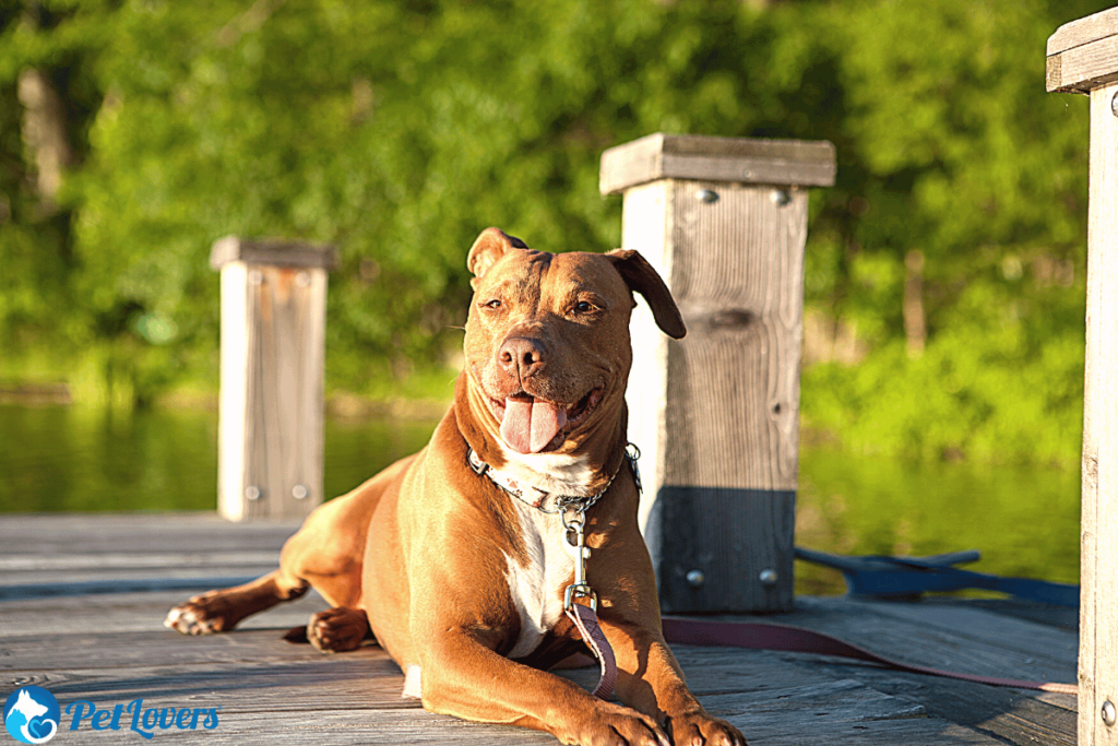 Pitbull dog shedding