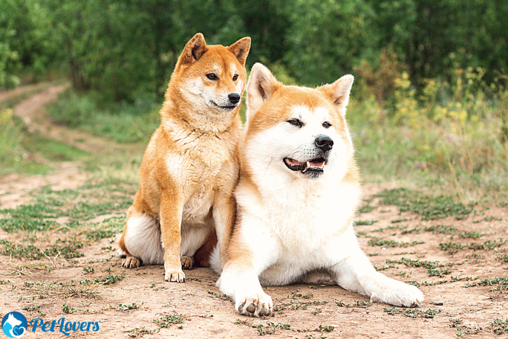 Shiba Inu shedding