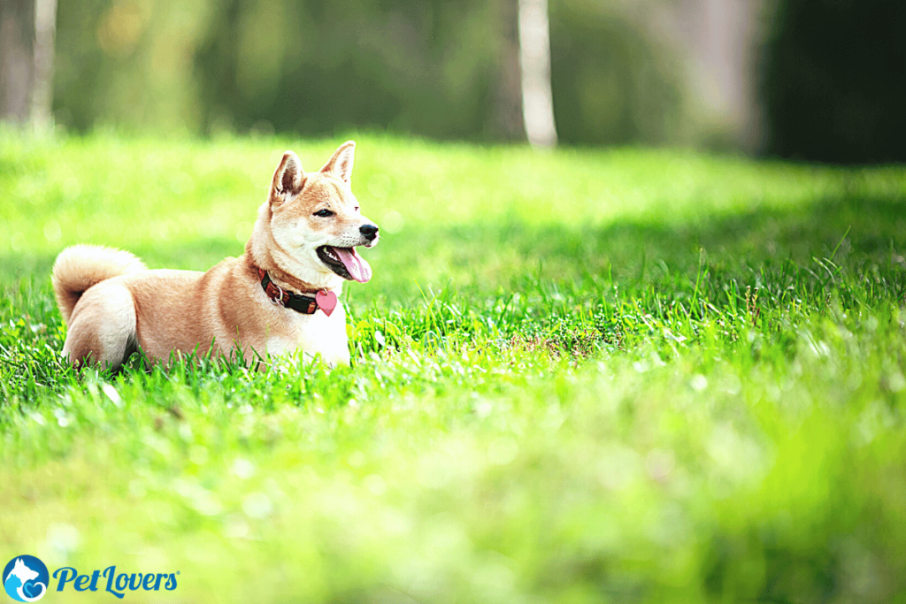 Shiba inu shedding best sale season