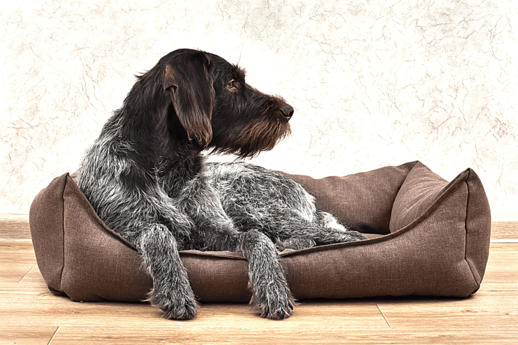 washing dog beds